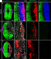 Cross sections of the mylz2:EGFP and smyhc1:LY-Tomato double transgenic fish demarcating fast-twitch myofibers of the profound muscle (endogenous EGFP, cytosolic localization, green) and superficial layers (anti-Tomato/Cherry immunostaining (Cat. MCHERRY), plasma membrane localization, red) of the slow muscle compartment, which is immunolabeled with Tnnt2 antibody (blue). All nuclei are stained