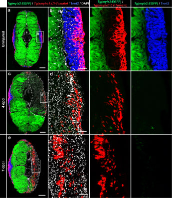 Cross sections of the mylz2:EGFP and smyhc1:LY-Tomato double transgenic fish demarcating fast-twitch myofibers of the profound muscle (endogenous EGFP, cytosolic localization, green) and superficial layers (anti-Tomato/Cherry immunostaining (cat. MCHERRY), plasma membrane localization, red) of the slow muscle compartment, which is immunolabeled with Tnnt2 antibody (blue). All nuclei are stained with DAPI (white). 