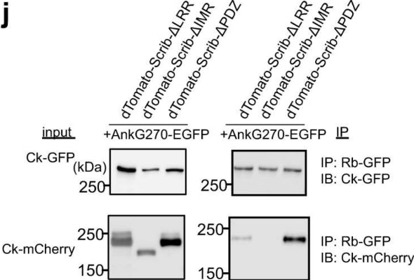Co-immunoprecipitation of truncated SCRIB with AnkG270. The experiment was performed once. IP immunoprecipitation, IB immunoblotting, Ck-GFP chicken anti-GFP, Ck-mCherry chicken anti-mCherry (cat. MCHERRY, 1:1000), Rb-GFP rabbit anti-GFP. Image from publication CC-BY-4.0. PMID:38081810