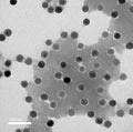 Transmission Electron Microscopy (TEM) negative staining