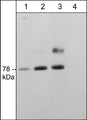 Western blot of adult mouse brain. The blots were probed with anti-nSMase2 (C-terminal region) rabbit polyclonal antibody at 1:2000 (lane 1), 1:1000 (lane 2), or 1:500 in the absence (lane 3) or presence of nSMase2 blocking peptide (SX4065) (lane 4).