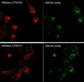 Immunocytochemical labeling of GM130 in C2C12 cells. The cells were double-labeled with GM130 (golgi protein) mouse monoclonal and nSMase-3 rabbit polyclonal antibodies, then detected using appropriate secondary antibody conjugated to Cy2 or Cy3.