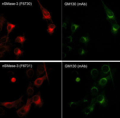 Immunocytochemical labeling of GM130 in C2C12 cells. The cells were double-labeled with GM130 (golgi protein) mouse monoclonal and nSMase-3 rabbit polyclonal antibodies, then detected using appropriate secondary antibody conjugated to Cy2 or Cy3.