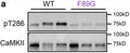 Representative immunoblot and quantification of in vitro kinase reactions at 30 °C in 1 mM ATP measuring CaMKIIα WT and F89G phosphorylation of T286 (Cat. p1005-286, 1:2500). Image from publication CC-BY-4.0. PMID: 37648853