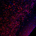 Immunolabeling of a section of mouse piriform cortex labeled with Anti-Phospho-Ser133 CREB (Cat. p1010-133, red, 1:1000). Cell nuclei are visualized with DAPI DNA stain (blue).