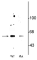 Western blot of wild type (WT) beclin-1 expressed in HeLa cell lysate showing specific immunolabeling of beclin-1 phosphorylated at Ser234. This immunolabeling is decreased in the beclin-1 double alanine substitution mutant (S234A, S295A: Mut) expressed in HeLa cell lysate. 
