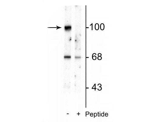 Western blot of rat brain lysate showing specific immunolabeling of the ~100 kDa GluR2 protein phosphorylated at Ser880 in the first lane (-). Phosphospecificity is shown in the second lane (+) where immunolabeling is blocked by preadsorption of the phosphopeptide used as the antigen, but not by the corresponding non-phosphopeptide (not shown).