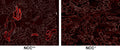 Immunostaining of PFA perfused frozen kidney sections from WT and NCC KO mice showing specific labeling of the NCC protein phosphorylated at Thr53 (Cat. p1311-53, red, 1:100,000) on the left and the absence of staining in the KO on the right. (Image courtesy of Lauren
