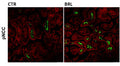 Immunostaining of mouse kidney sections from control (CTL) and BRL37344 treated (BRL, 1 mg/kg) specifically labeling localized phosphorylated NCC thr53 (Cat. p1311-53, green) and counterstained with Evans Blue (in red). Image from publication. CC-BY-4.0, PMID: 38652212