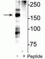 Western blot of rat hippocampal lysate showing specific immunolabeling of the ~180 kDa NR2B subunit of the NMDAR phosphorylated at Ser1166 in the first lane (-). Phosphospecificity is shown in the second lane (+) where immunolabeling is blocked by preadsorption of the phosphopeptide used as the antigen, but not by the corresponding non-phosphopeptide (not shown).