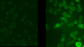 Immunostaining of Chinese Hamster Overy (CHO) cells stably transfected with KV3.1b gene with the phospho-Ser503 Kv3.1 subunit antibody (Cat. p1550-503, green, 1:400). The image on the right shows cells that have been treated with the protein kinase C activator PMA