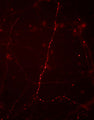 Immunostaining of cultured mouse caudate neurons showing synapsin I when phosphorylated at Ser9 (Cat. p1560-9, 1:500, red). Cells and photo courtesy of QBMCellScience.