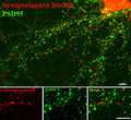 Immunostaining of 14 DIV rat cortical neurons showing synaptotagmin when phosphorylated at Ser309 in red and PSD95 in green. Photo courtesy of Gang Liu.