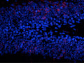Immunostaining of granule cells in the dentate gyrus of the hippocampus from saline treated mouse brain staining ERK/MAPK when phosphorylated at Thr202/Tyr204 (Cat. p160-2024, 1:500, red). The blue is staining nuclei with DAPI. The MAPK positive neurons show punctate staining primarily localized in the