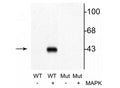 Western blot of recombinant wild type MEK 1 (WT) and mutant MEK 1 (T292A) (Mut). Specific immunolabeling of the ~45 kDa MEK-1 protein phosphorylated at Thr292 is shown in the second lane where MAP kinase was coexpressed.