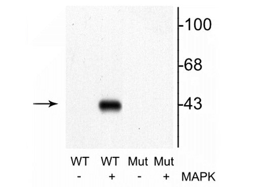 Western blot of recombinant wild type MEK 1 (WT) and mutant MEK 1 (T292A) (Mut). Specific immunolabeling of the ~45 kDa MEK-1 protein phosphorylated at Thr292 is shown in the second lane where MAP kinase was coexpressed.