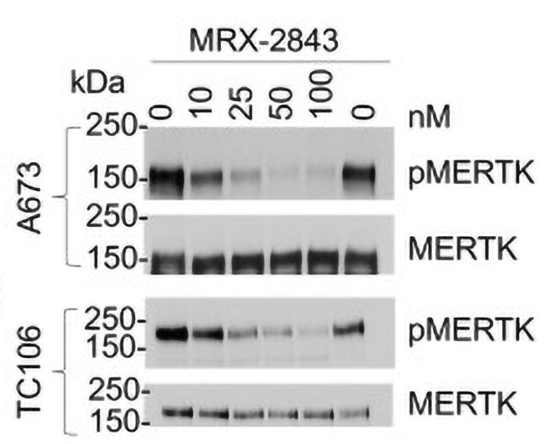 Western blot image of cultured A673 and TC106 cells treated with varying concentrations of MRX-2843 for 1 hour. MERTk was immunoprecipitated and phosphorylated (denoted by p) and the total MERTK and phosphorylated MERTK (cat no p 186-749, 1:1000) were detected by immunoblot. Image from publication, CC-BY-4.0. PMID: 39199601.