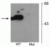 Western blot of HEK293 cells transfected with Parkin wild type (WT) and Parkin S101 mutant (Mut) showing the specific immunolabeling of the ~52 kDa parkin protein phosphorylated at Ser101. 