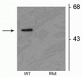 Western blot of HEK293 cells transfected with Parkin wild type (WT) and Parkin S378 mutant(Mut) showing the specific immunolabeling of the ~52 kDa parkin protein phosphorylated at Ser378. 