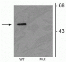Western blot of HEK293 cells transfected with Parkin wild type (WT) and Parkin S378 mutant(Mut) showing the specific immunolabeling of the ~52 kDa parkin protein phosphorylated at Ser378. 
