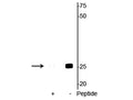 Western blot of mouse heart lysate showing specific immunolabeling of the ~25 kDa cardiac troponin I protein phosphorylated at Ser23/24 in the second lane (-). Phosphospecificity is shown in the first lane (+) where immunolabeling is blocked by preadsorption with the phosphopeptide used as antigen, but not by the corresponding non-phosphopeptide (not shown).