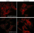 Immunocytochemical labeling of p38 MAPK in pervanadate-treated mouse C2C12. The cells were labeled with mouse monoclonal p38α MAPK and rabbit polyclonal p38 MAPK (Tyr-323) antibodies, then the antibodies were detected using appropriate secondary antibodies conjugated to Cy3.