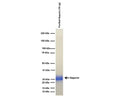 Analysis of saporin, purified from Saponaria Officinalis seeds (10 ug protein per lane), by denaturing SDS-PAGE.