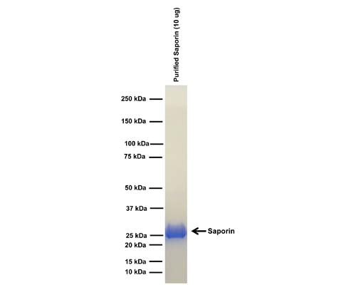 Analysis of saporin, purified from Saponaria Officinalis seeds (10 ug protein per lane), by denaturing SDS-PAGE.
