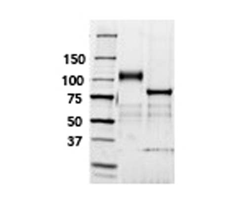 Gel analysis of TrkB-Fc Chimera. Lane 1: MW markerLane 2: TrkB-Fc Chimera (10 µg)Lane 3: TrkB-Fc Chimera (10 µg) treated with PNGase F. Band at 35 kDa is PNGase F.