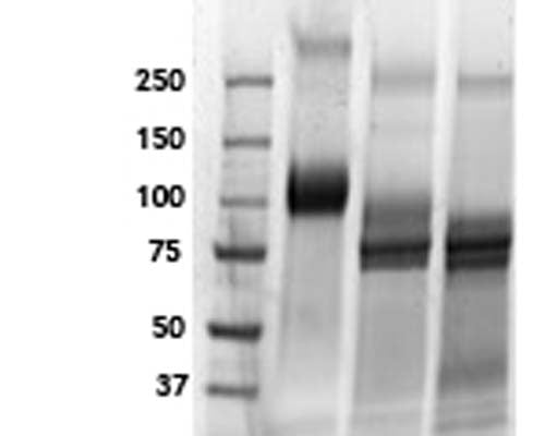 Gel analysis of TrkC-Fc Chimera. Lane 1: MW markerLane 2: TrkC-Fc Chimera (5 µg)Lane 3: TrkC-Fc Chimera (5 µg) treated with PNGase F to remove potential N-linked glycansLane 4: TrkC-Fc Chimera (5 µg) treated with a glycosidase cocktail to remove potential N- and O-linked glycans