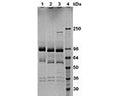 Gel analysis of human HGF protein (PE-1241-5):Lane 1 - HGF protein (5 µg)Lane 2 - HGF protein (5 µg) treated with PNGase FLane 3 - HGF protein (5 µg) treated with glycosidase cocktailGel stained with Coomassie.