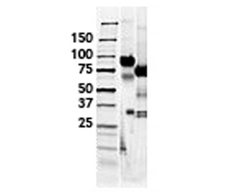 Gel analysis of L-selectin-Fc Chimera. Lane 1: MW markerLane 2: L-selectin-Fc Chimera (10 µg)Lane 3: L-selectin-Fc Chimera (10 µg) treated with PNGase F to remove potential N-linked glycans
