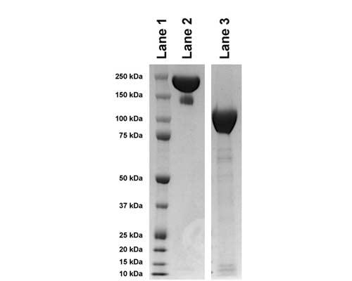 Gel analysis of TrkA-Fc Chimera. Lane 1: MW markerLane 2: TrkA-Fc Chimera (20 µg), non-reducingLane 3: TrkA-Fc Chimera (20 µg), reducing condition