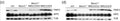 Western blot analysis of PMP2 and MPZ (Cat. PZO, 1:5000) in control, Bace1−/−, NRG1t3OE, Bace1−/−; NRG1t3OE, NRG1t3ΔC (Constitutively active NRG1 type III) and Bace1−/−; NRG1t3ΔC at 60 days of age