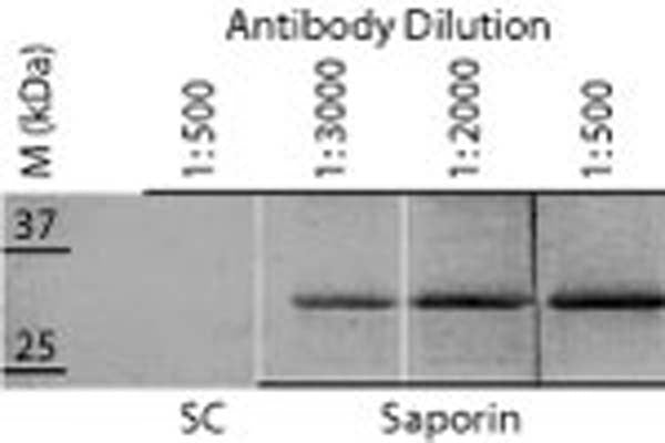 Western blot analysis using rabbit polyclonal anti-saporin antisera (R-025-100). HRP-labelled sheep anti-rabbit was used as the secondary antibody and the immunocomplex was then visualised by DAB. The expected molecular weight of the purified saporin is 29.5 kDa. SC: Spinal Cord homogenate (rat).