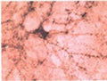 Immunohistochemical staining of beta synuclein in rat spinal cord using rabbit polyclonal to human beta synuclein, catalogue number R-056-100 . Motor nerve terminals are intensely stained.