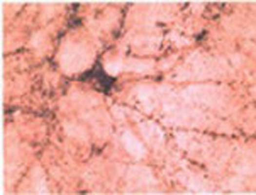 Immunohistochemical staining of beta synuclein in rat spinal cord using rabbit polyclonal to human beta synuclein, catalogue number R-056-100 . Motor nerve terminals are intensely stained.