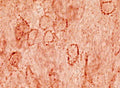 Immunohistochemical staining of beta synuclein in rat brain using rabbit polyclonal to human beta synuclein, catalogue number R-056-100.