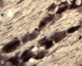 IHC on rat trigeminal nerve (free floating cryo section) using Rabbit antibody to mouse ATPase (147-161): whole serum (R-073-100) at a dilution of 1: 2000.