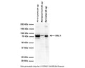Western blot analysis of VRL-1 expression in rat cell lysate and tissue homogenates (RIPA extracts). One prominent band at ~90 kDa is observed corresponding to the expected molecular weight of VRL-1 protein. SDS-PAGE: denatured and reduced; Transfer: Towbin's buffer (20% MeOH, no SDS); Membrane: PVDF (0.45 um); Blocking: 5% skim milk in TBST, 1 hour at RT; Primary antibody: overnight at 2-8°C (1 µg/mL); Secondary antibody: anti-rabbit-HRP (1/10,000), 1 hours at RT; Detection: Chemiluminiscence.