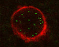 Confocal microscopy on stained ATG5 using Rabbit antibody to ATG5: whole serum (R-111-100) in paraffin-embedded human brain section (midfrontal cortex, Alzheimer case). ATG5 appears green. Red staining is p25.