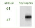 Western blot on non-reduced human Neutrophils using Rabbit antibody to ATG5: whole serum (R-111-100) at a dilution of 1:100. The detected band has an apparent molecular weight of 49 kDa corresponding to the ATG5-ATG12 complex molecule.