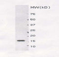 Western blot detection of recombinant SUMO-1 protein using Rabbit antibody to SUMO-1 (6-21): ws (catalogue no. R-115-100) at a dilution of 1:4000. The protein sample was 1 µl of E.Coli cell lysate containing approximately 50 ng of recombinant SUMO-1 protein. The antibody detects a band of 17 kDa.