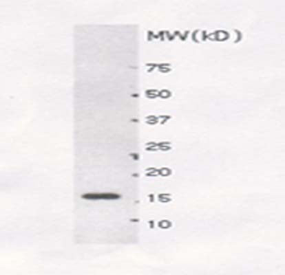 Western blot detection of recombinant SUMO-1 protein using Rabbit antibody to SUMO-1 (6-21): ws (catalogue no. R-115-100) at a dilution of 1:4000. The protein sample was 1 µl of E.Coli cell lysate containing approximately 50 ng of recombinant SUMO-1 protein. The antibody detects a band of 17 kDa.