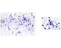Staining of catecholaminergic neurons in the rat brain stem with rabbit anti-TH antibody by Immunohistochemistry.