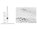 Left: Western Blot analysis of tyrosine hydroxylase (TH) expression in PC12 cell lysate (6 ug protein/lane). The anti-TH rabbit antibody (1:300) detects one specific band at ~60 kDa corresponding to the expected molecular weight of TH. Method: SDS Page: denaturing and reducing, 4-12% Bis-Tris gel; Transfer: Tris-Glycine (Towbin's buffer) with 20% methanol; Membrane: PVDF (0.45 um); Blocking: 5% skim milk in TBST, 1 hr at RT; Primary antibody: R-118-100 (1:300), overnight at 2-8°C; Secondary antibody: donkey anti-rabbit (1:25,000), 1 hr at RT; Detection: Chemiluminescence. Right: Detection of TH-immunoreactivity in dopaminergic neurons in the rat zona incerta in formalin-fixed floated cryostat section by Immunohistochemistry. TH was visualized with the rabbit polyclonal antiserum (R-118-100; 1:100,000) using the biotinylated secondary antibody-ABC method and nickel-diaminobenzidine chromogen. Photo courtesy of Dr. Erik Hrabovszky, Hungarian Academy of Sciences, Budapest, Hungary.