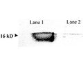 Western blot detection of mouse SOD1 in mouse brain tissue extract (lane 1) when using Rabbit antibody to mouse superoxide dismutase (SOD1; 24-36): whole serum (catalogue no. R-126-100) at a dilution of 1:500. The immunoreactivity of this antibody is completely abolished when it is pre-incubated with the immunising SOD1 peptide (lane 2).
