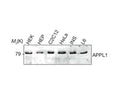 Western Blot showing APPL1 expression in mammalian cells. Lysates from HEK293 (HEK), mouse hepatocytes (HEP), differentiated C2C12 myotubes (C2C12), HeLa, INS1 and L6 cells were separated by SDS-PAGE and examined by western blot using Rabbit polyclonal antibody to human APPL1, catalog number R-1331-100. Image courtesy of Mao X. et al (2006) Nat Cell Biol.