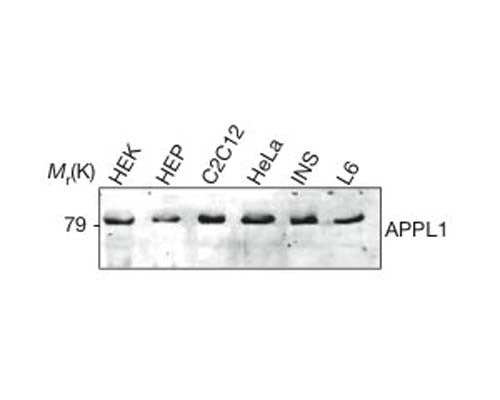 Western Blot showing APPL1 expression in mammalian cells. Lysates from HEK293 (HEK), mouse hepatocytes (HEP), differentiated C2C12 myotubes (C2C12), HeLa, INS1 and L6 cells were separated by SDS-PAGE and examined by western blot using Rabbit polyclonal antibody to human APPL1, catalog number R-1331-100. Image courtesy of Mao X. et al (2006) Nat Cell Biol.