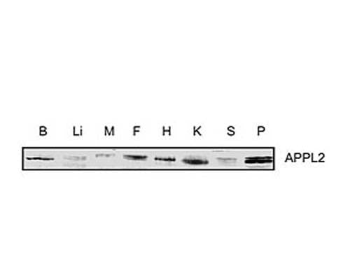 Western blot analysis with Rabbit polyclonal antibody to mouse APPL2, catalog number R-1332-100. Tissue homogenates of mouse brain (B), liver (Li), muscle (M), fat (F), heart (H), kidney (K), spleen (S) and pancreas (P) were used and 30 µg of protein was loaded in each lane. Image courtesy of Wang C. et al (2009) J Biol Chem.